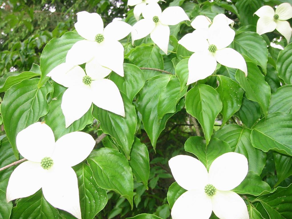 Anise Garden Hotel Hakuba Eksteriør billede