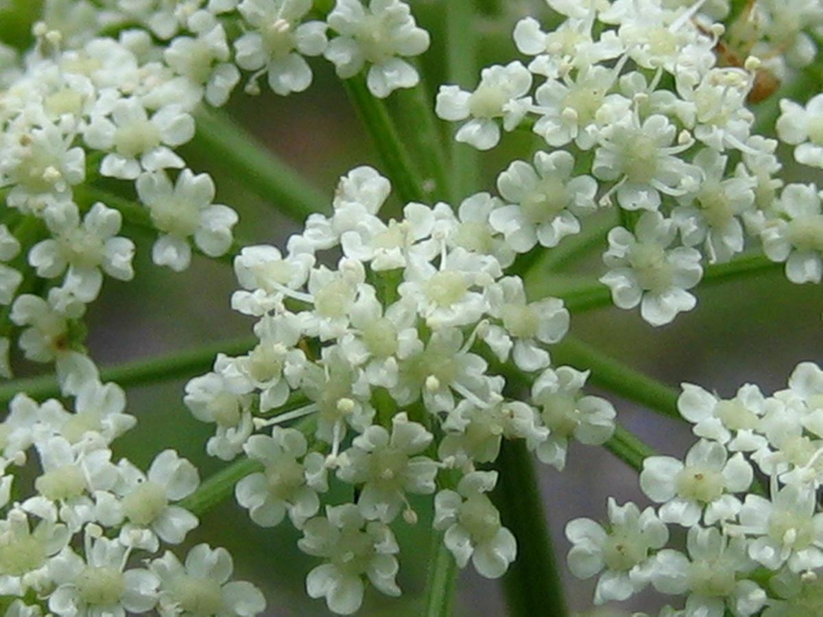 Anise Garden Hotel Hakuba Eksteriør billede